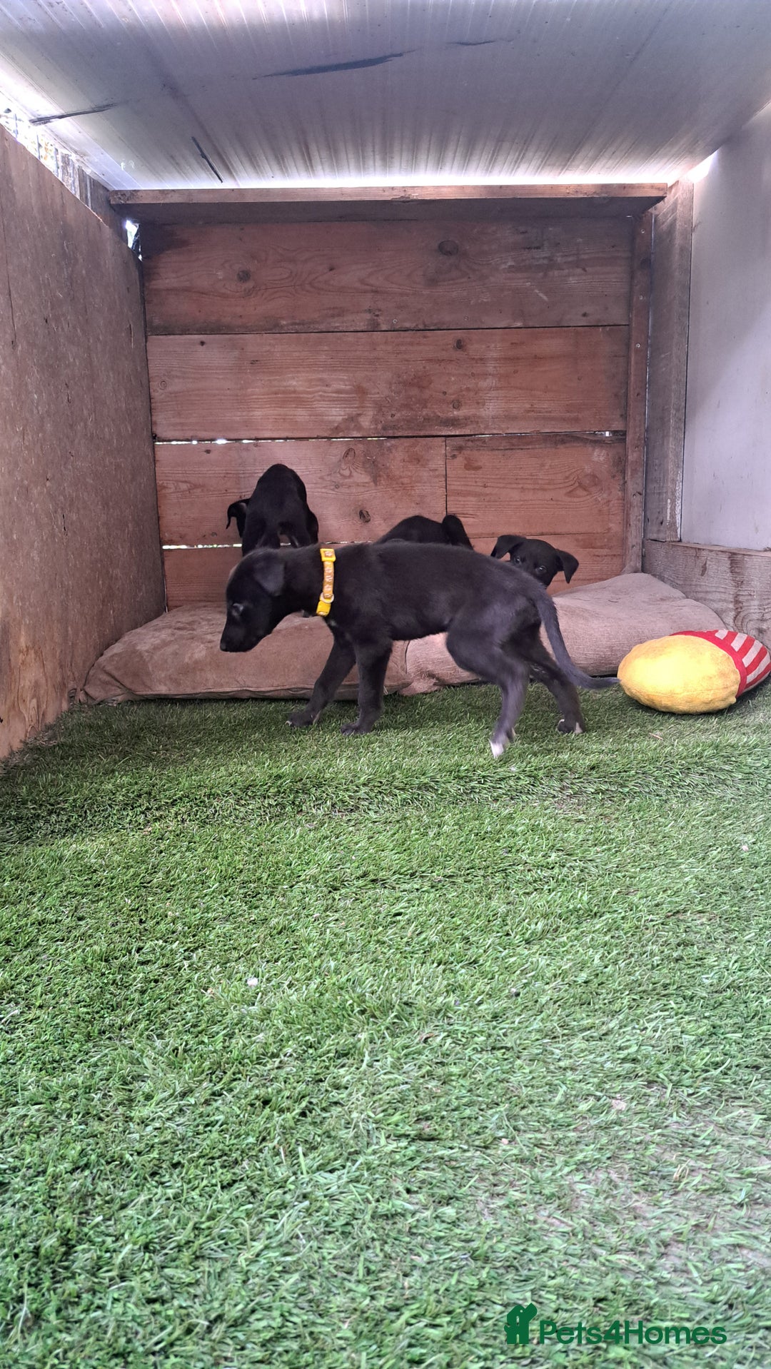 Greyhound dogs for sale: 💙READY TO GO💙 1 pup left - Irish Greyhound  - Image 12