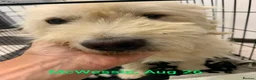Mixed Breed dogs for adoption: McWessie, 2-3 yrs old. Available for adoption. - Advert 5