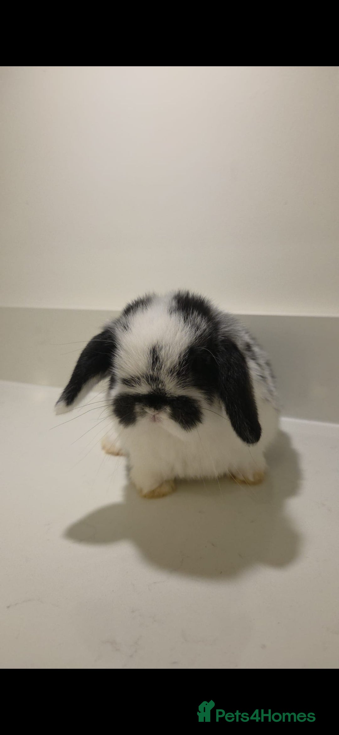 Mini Lop rabbits for sale: Gorgoeus pure Bred mini lop baby boy - Advert 2