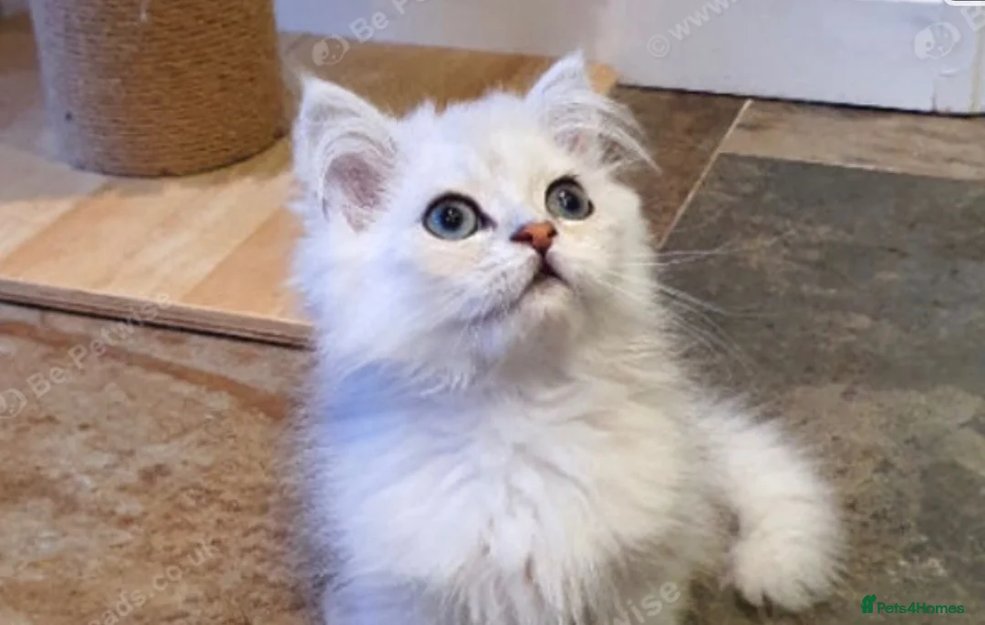 Persian cats for sale: Persian kitten Vaccinated & Chipped in Blackburn - Advert 2