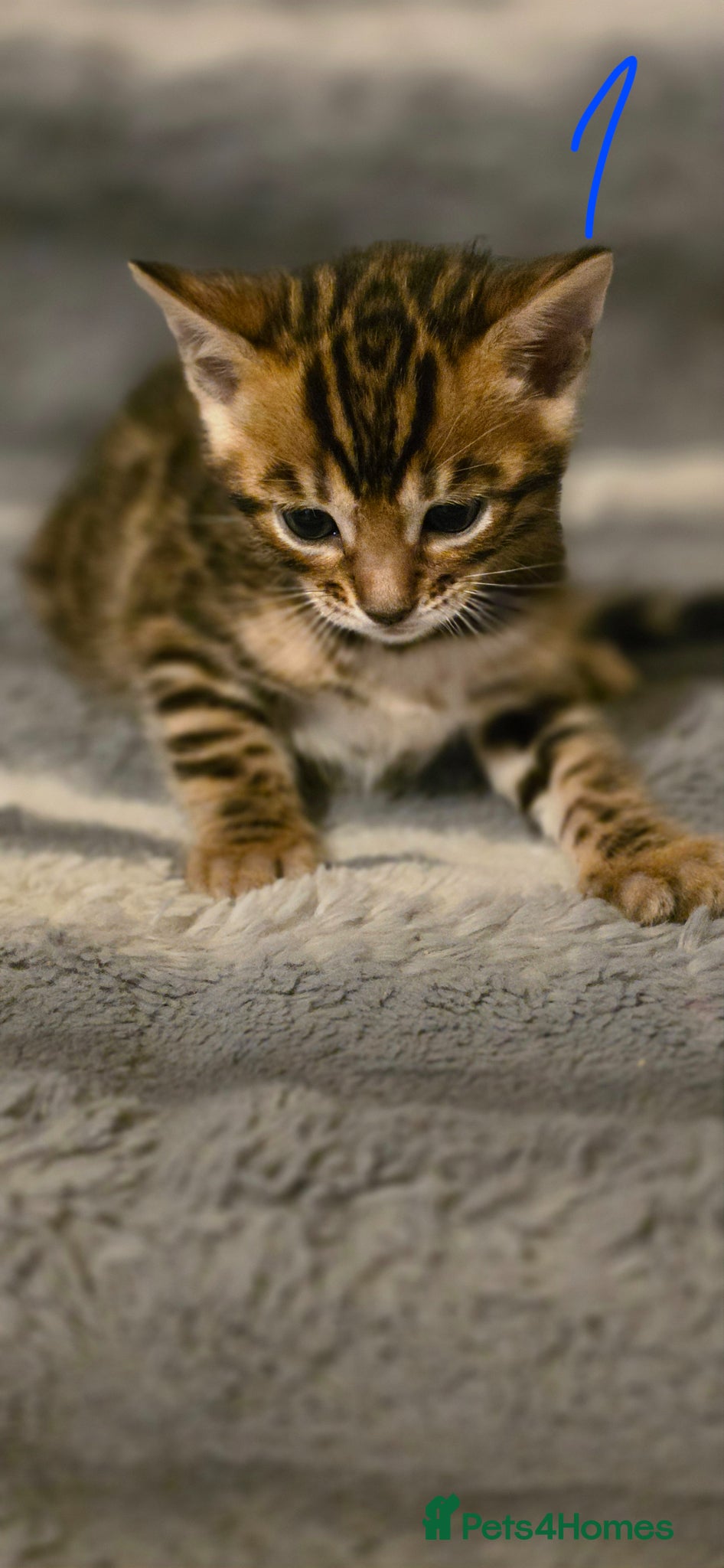 Bengal cats Full pedigree babies - Advert 1