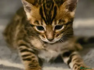 Bengal cats for sale: Full pedigree babies - Advert 1