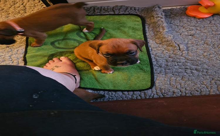 Boxer dogs - Advert 4