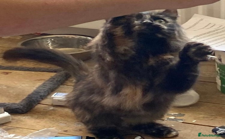 Mixed Breed cats for sale - Advert 1