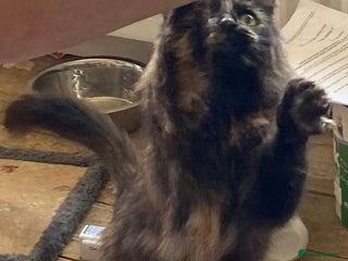 Mixed Breed cats - Advert 30