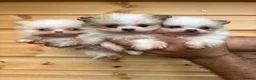 Pomeranian dogs for sale: TINY🏆 Merle & cream Pomeranian 🐾puppy’s   - Advert 4