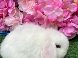 Mini Lop rabbits Mini lops ready now - Advert 3