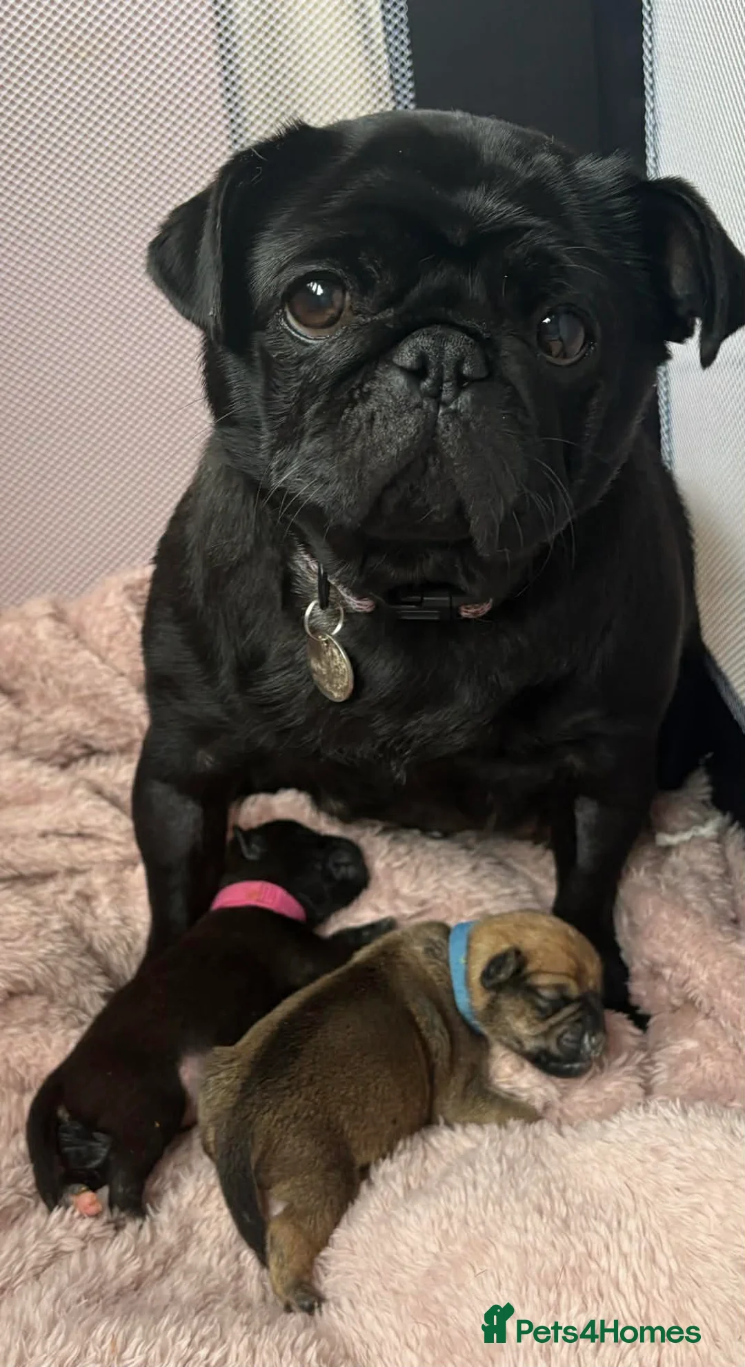 Mixed Breed dogs for sale: Adorable Patterpug Puppies! in Swadlincote - Advert 1