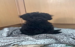 Toy Poodle dogs for sale: Toy poodle looking for a loving home - Image 2