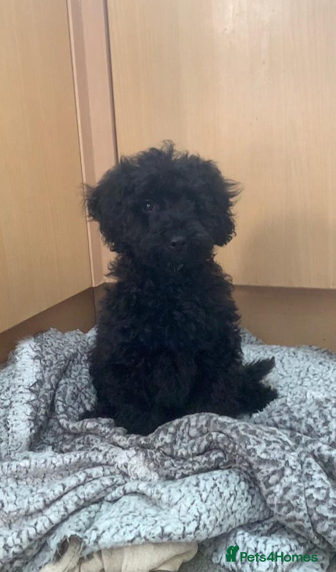 Toy Poodle dogs for sale: Toy poodle looking for a loving home - Image 2