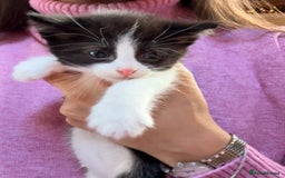 Siberian cats for sale: Part Siberian Kittens  - Image 3