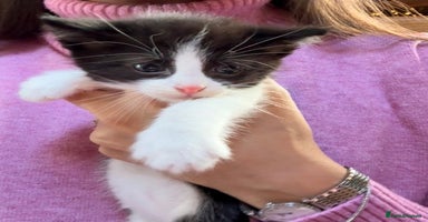 Siberian cats - Advert 4