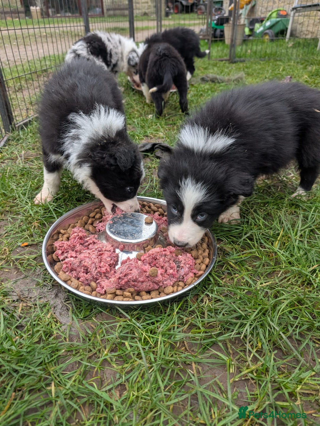 Border Collie dogs for sale: Border collie puppies merl and black/white - Advert 17