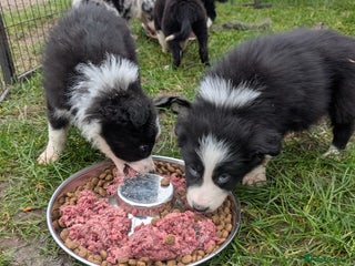 Border Collie dogs Border collie puppies merl and black/white - Advert 15