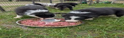 Border Collie dogs for sale: Border collie puppies merl and black/white - Advert 2