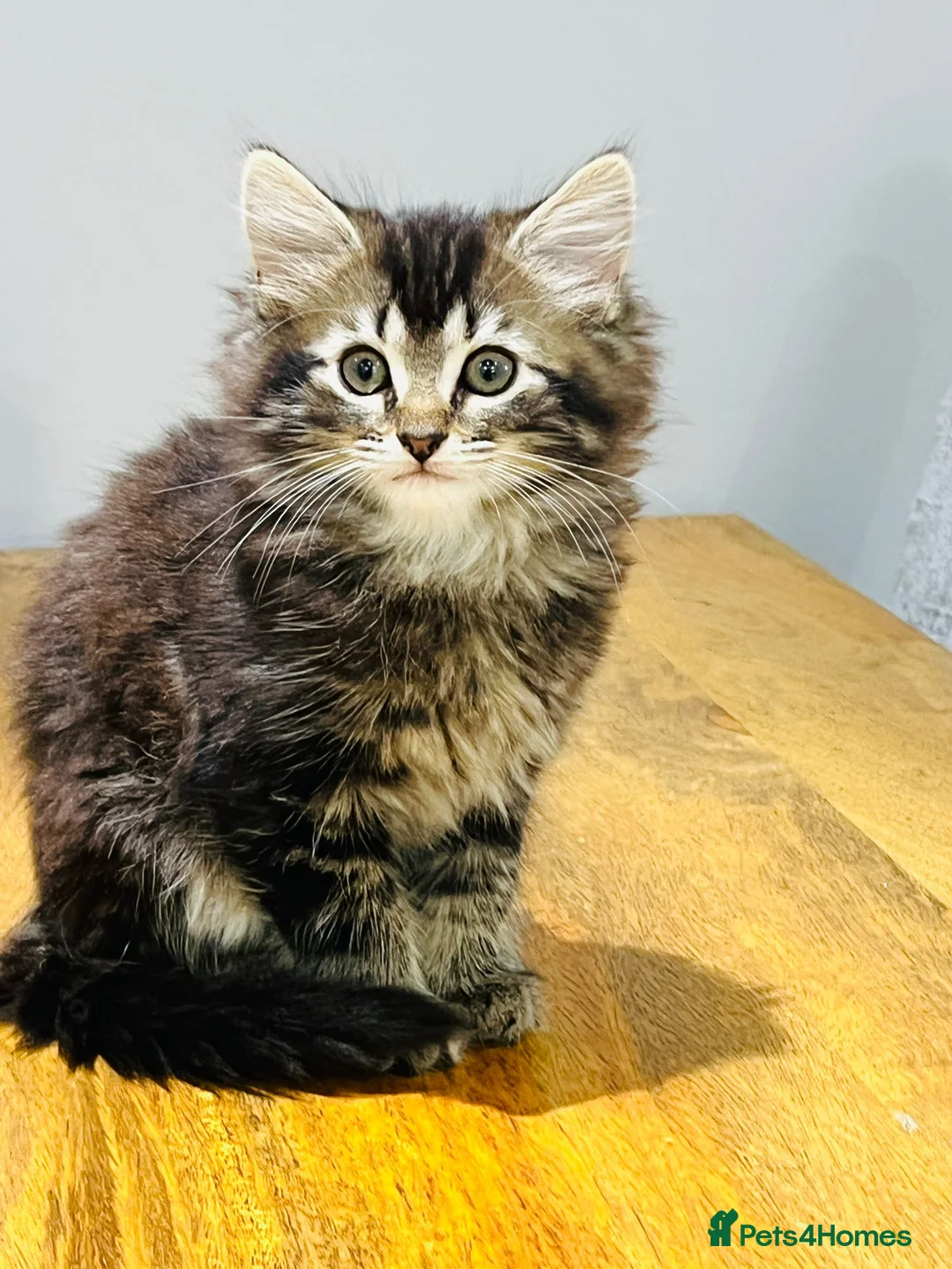Mixed Breed cats for sale: Kittens 11 weeks old x3 - Advert 6