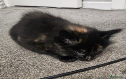 Domestic Shorthair cats for sale: Female kitten - Image 6