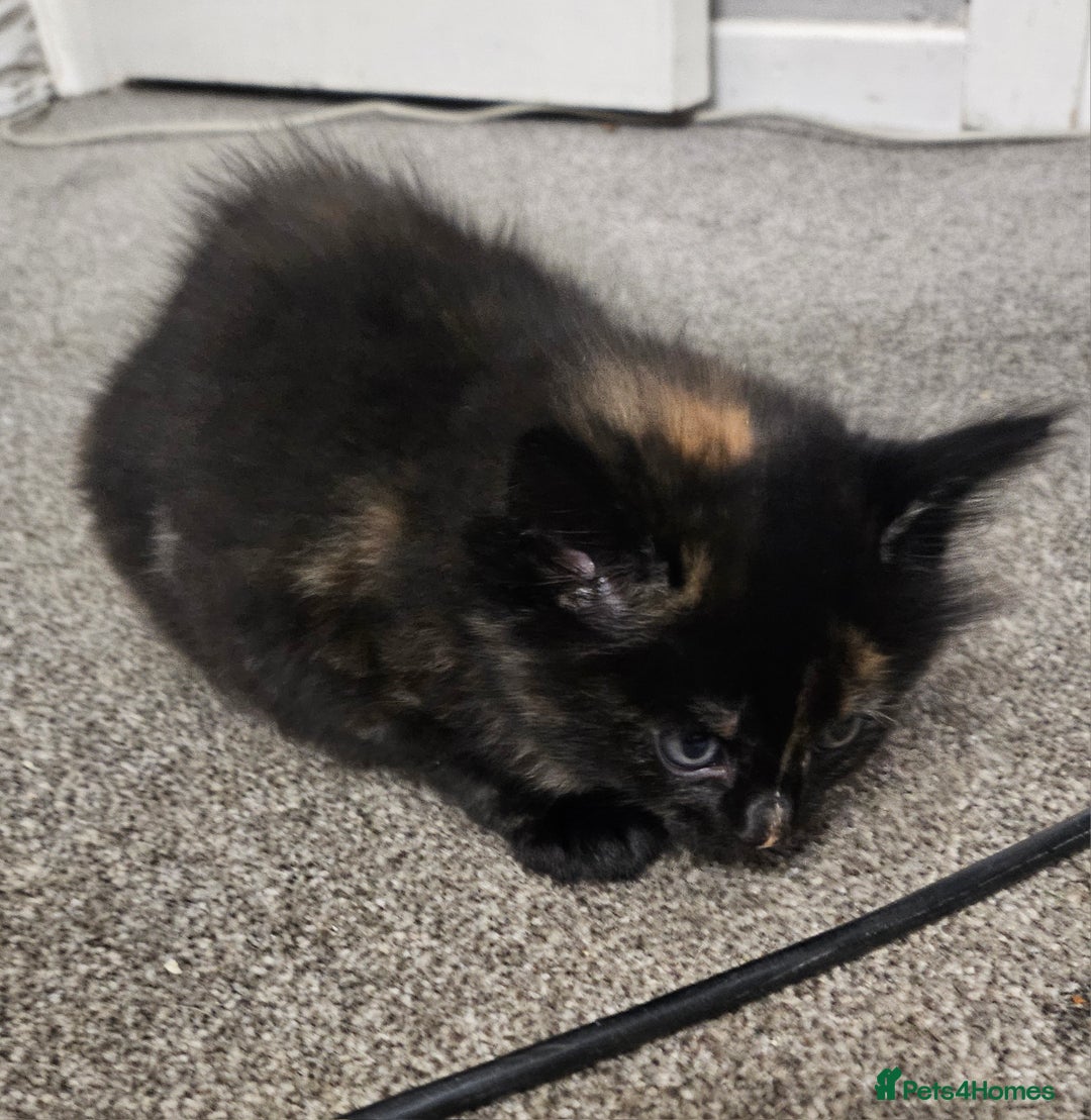 Domestic Shorthair cats for sale: Female kitten - Image 6