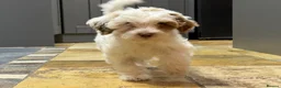Australian Labradoodle dogs for sale: Genuine Australian Labradoodles - Advert 16