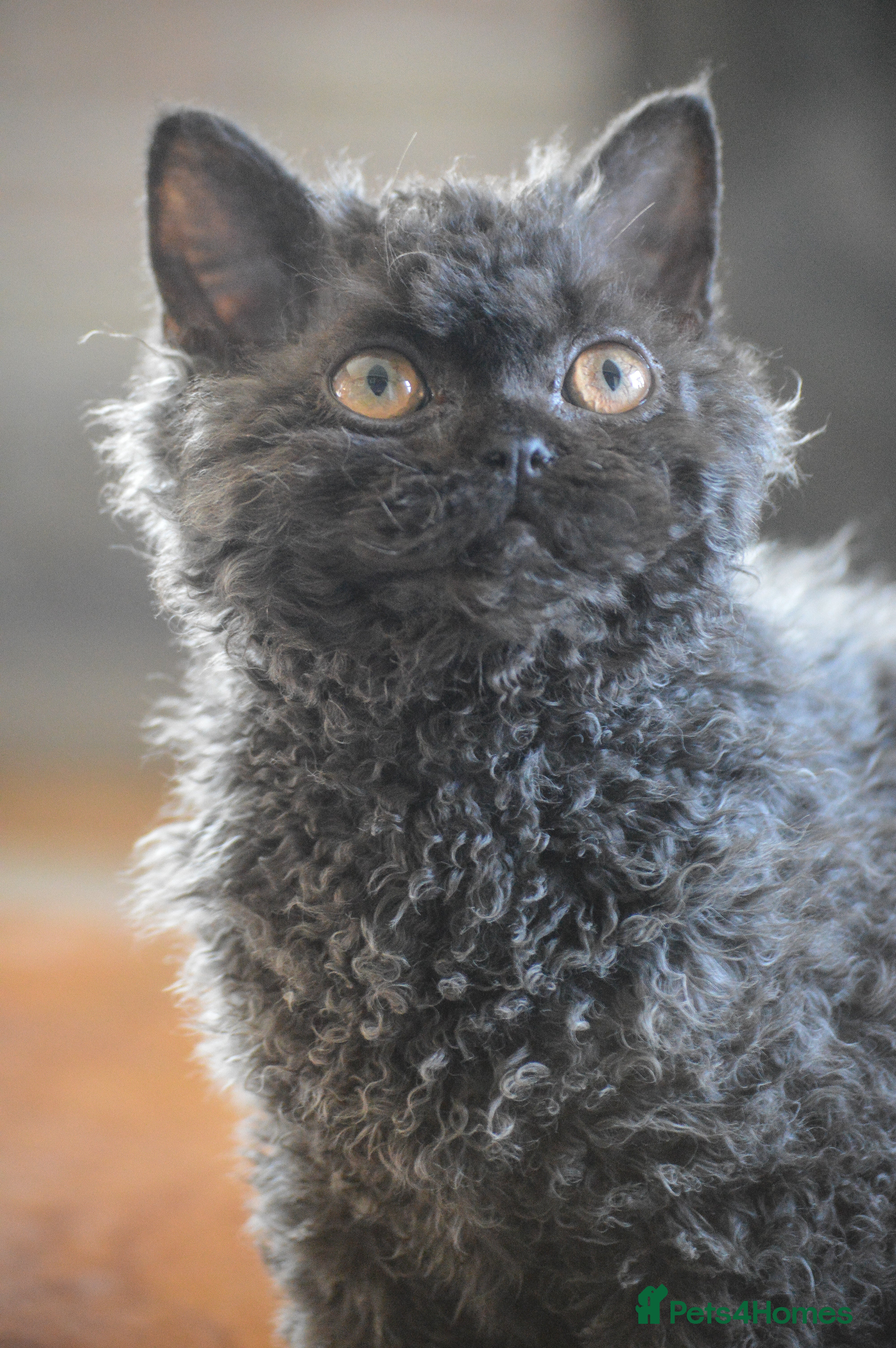 Selkirk Rex cats Lovely lad looking for a warm lap - Advert 10