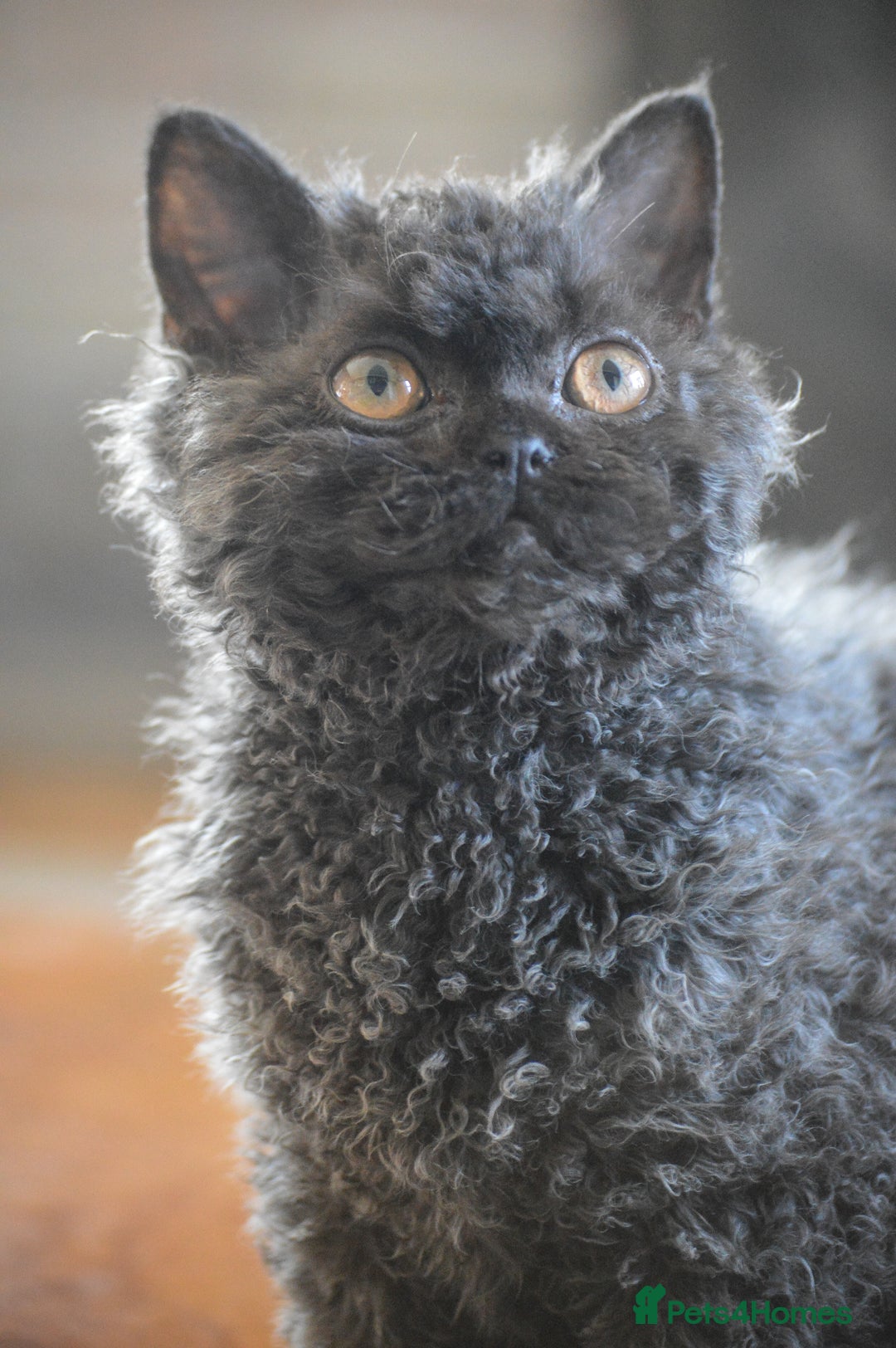 Selkirk Rex cats for sale: Lovely lad looking for a warm lap - Advert 1