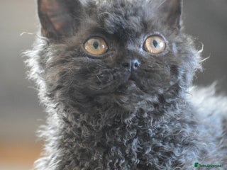 Selkirk Rex cats Lovely lad looking for a warm lap - Advert 13