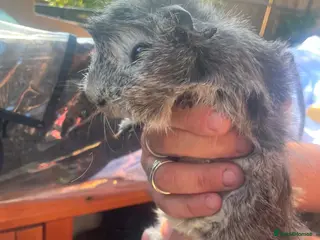 Guinea Pig rodents Guinea pigs for sale - Advert 10