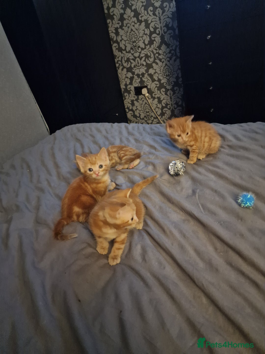 Mixed Breed cats for sale: Ginger kittens - Advert 10