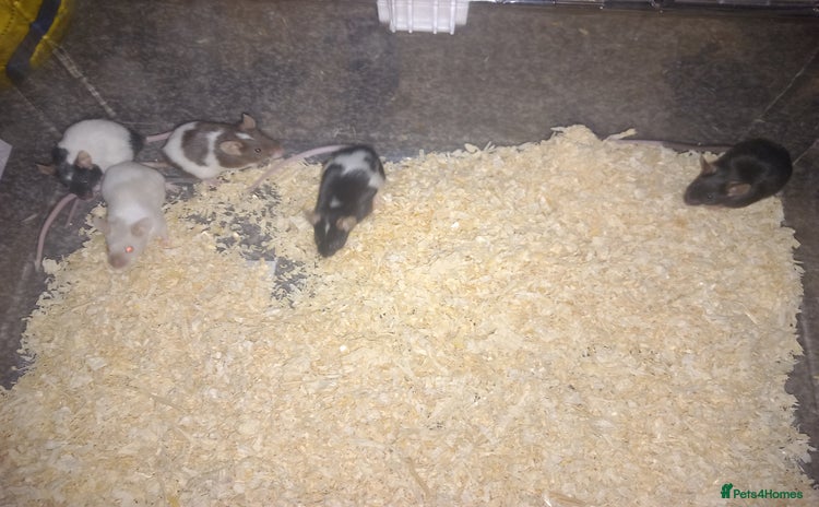 Mouse rodents - Advert 1