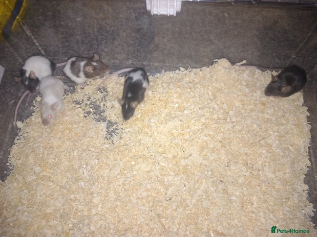 Mouse rodents - Advert 1