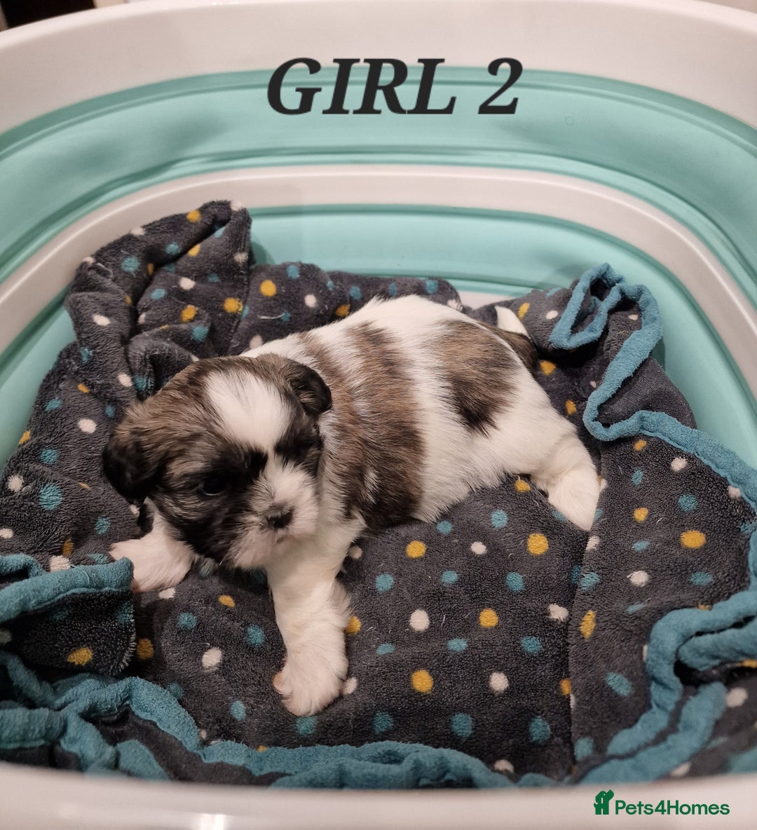 Shih Tzu dogs for sale:  2 lovely girls Shih Tzu Puppies!  - Advert 17
