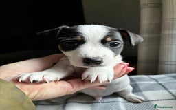 Jack Russell dogs for sale: Beautiful litter of Jack russel pups  - Advert 3