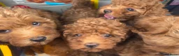 Cavapoo dogs for sale: Most beautiful Asian F1B Cavapoos - Advert 10