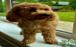 Cavapoo dogs for adoption: Coco – Too Young to Be Forgotten - Image 7