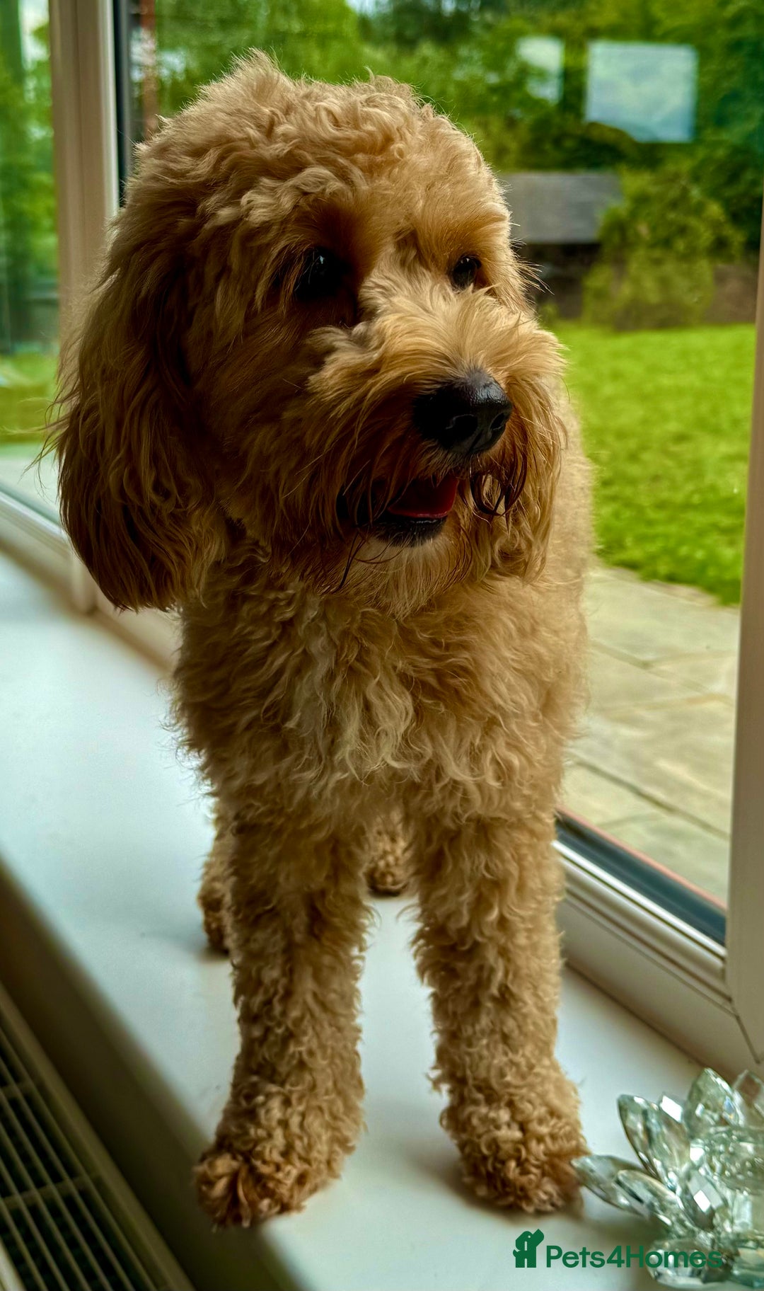 Cavapoo dogs for adoption: Coco – Too Young to Be Forgotten - Image 7