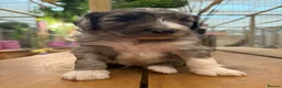 Bernedoodle dogs for sale: F1b Bernedoodle  - Advert 33
