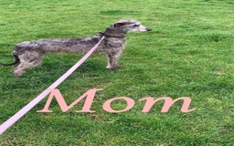 Lurcher dogs for sale: Beddlington whippet saluki greyhound  - Image 6