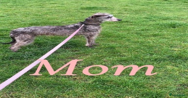 Lurcher dogs - Advert 8