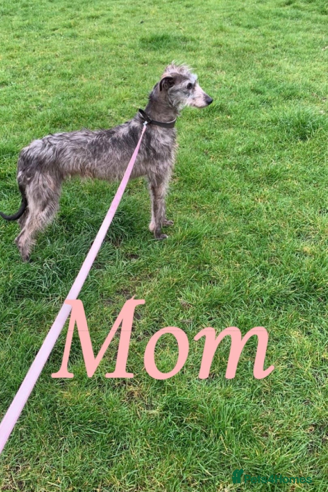 Lurcher dogs for sale: Beddlington whippet saluki greyhound  - Image 6