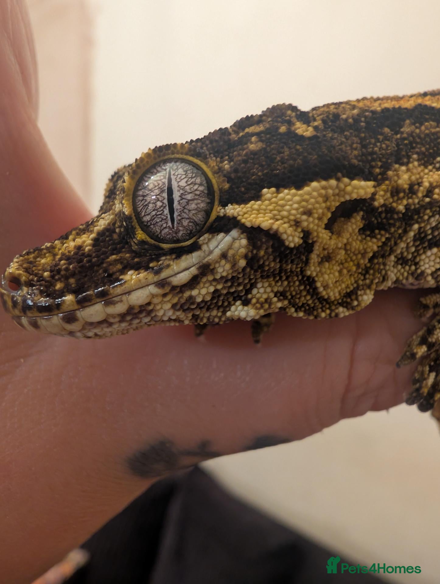 Mixed Breed reptiles Various reptiles looking for new homes  - Advert 14