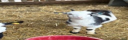 Goats livestock for sale: Small pretty Pygmy Nannie’s  - Advert 9