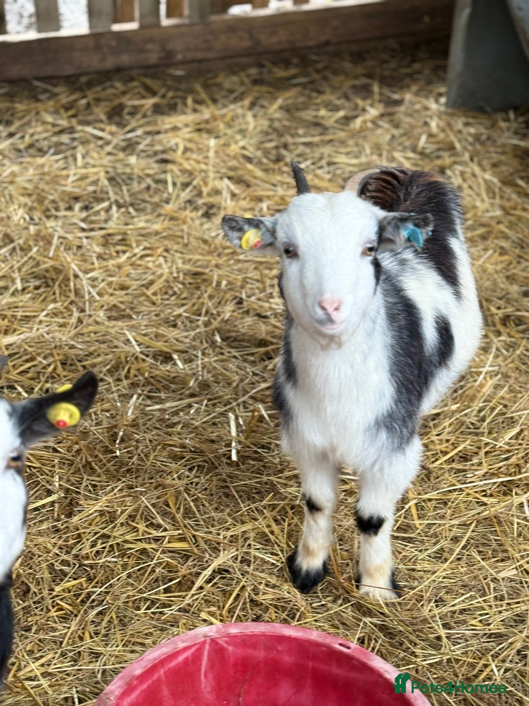 Goats livestock for sale: Small pretty Pygmy Nannie’s  - Advert 9