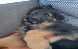 German Shepherd dogs for sale: German Shepherd Puppies for Sale - Image 1