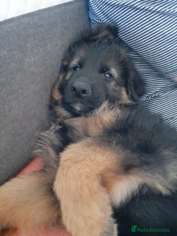 German Shepherd dogs - Advert 2