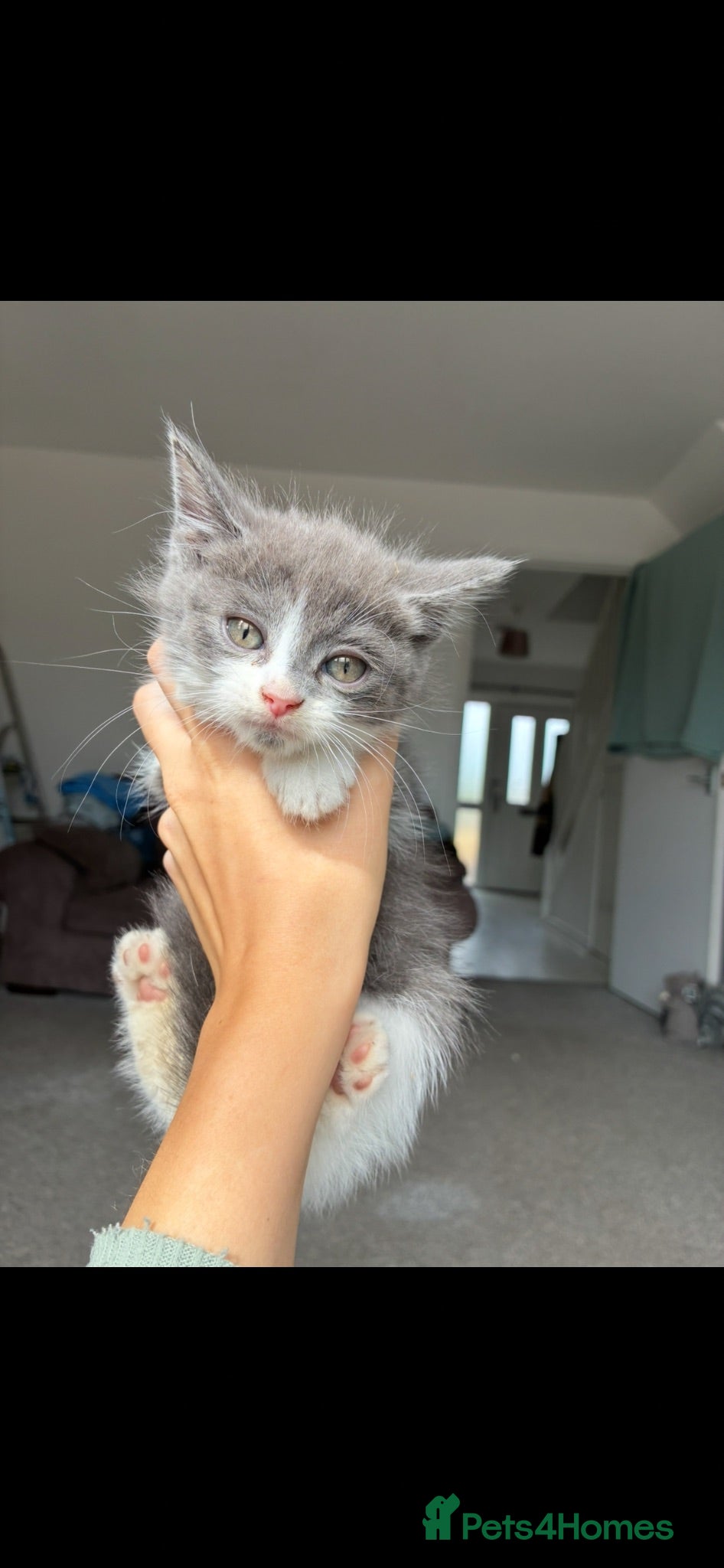 Mixed Breed cats Bsh x Persian kittens - Advert 1