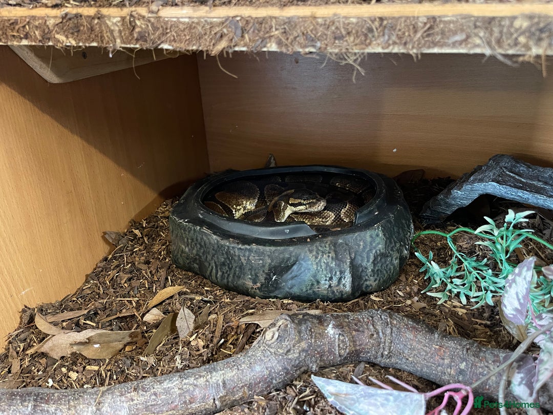 Python Snake reptiles for sale: Adult male enchi morph python with full set up - Image 10