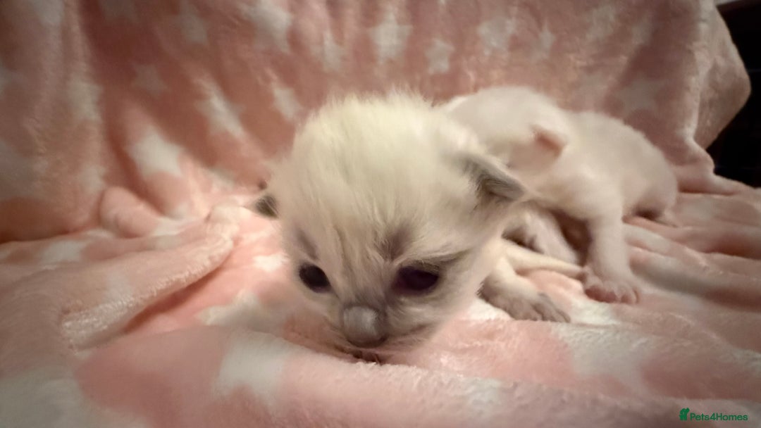 Ragdoll cats for sale: Stunning Ragdoll Kittens girl and boys  - Advert 7