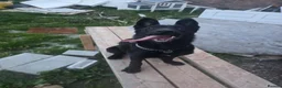 Belgian Shepherd Dog dogs for sale: Female Belgian Shepherd in Sheffield - Advert 6