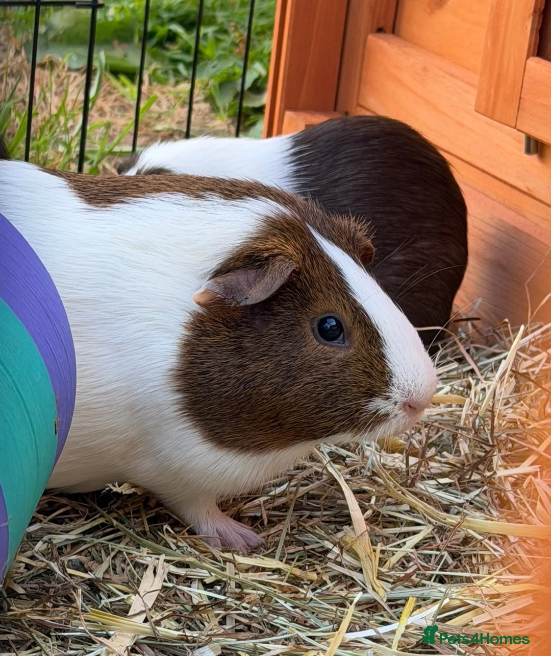 Guinea Pig rodents for sale: Guinea pig pairs - Advert 1