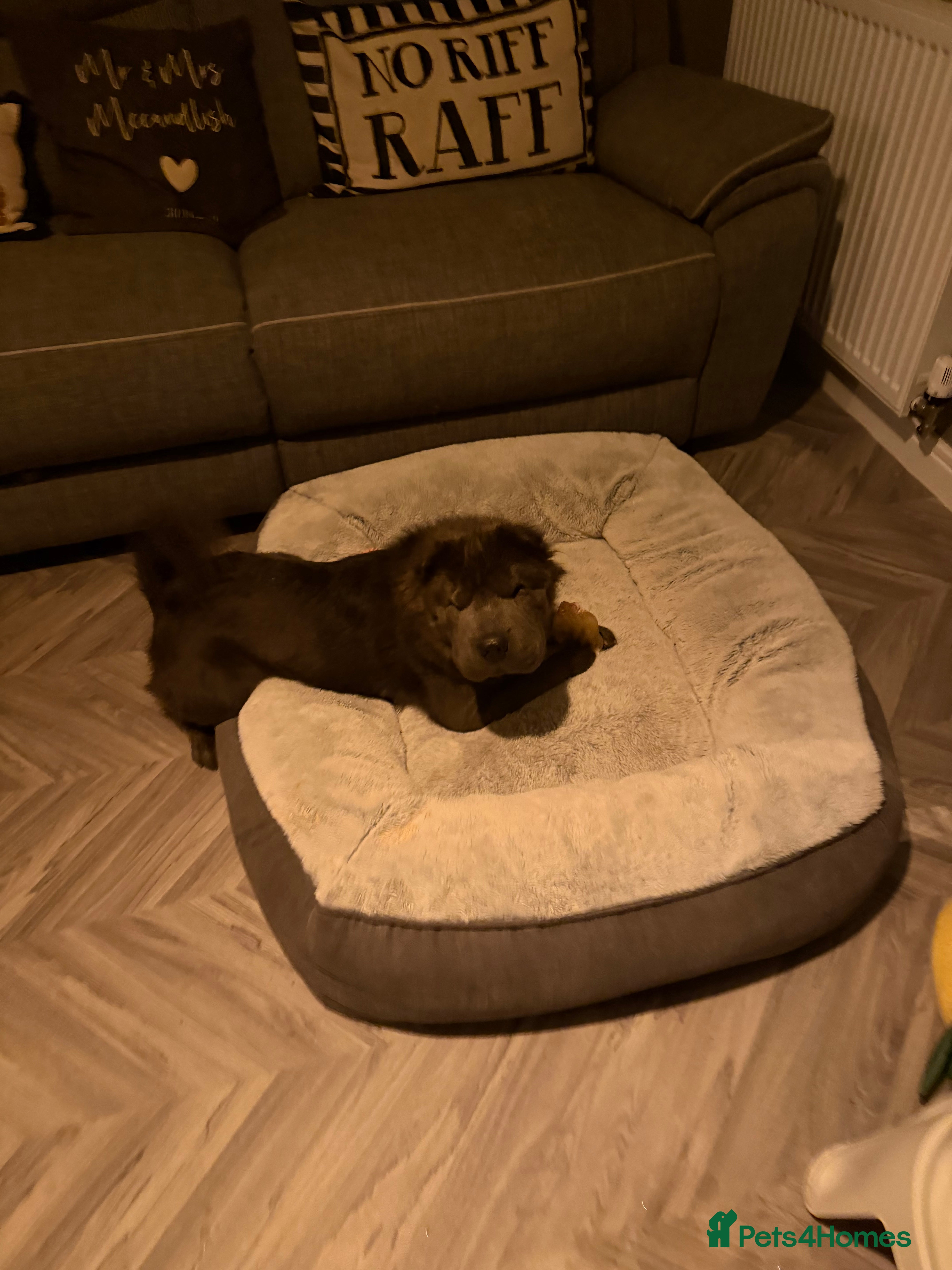 Shar Pei dogs Bear coat Shar Pei Girl age 2  - Advert 13